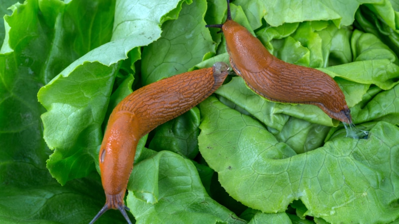 Польза улиток: улучшение почвы и переработка отходов