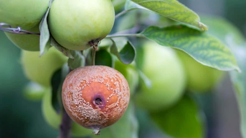 Монилиоз на яблоках: признаки болезни