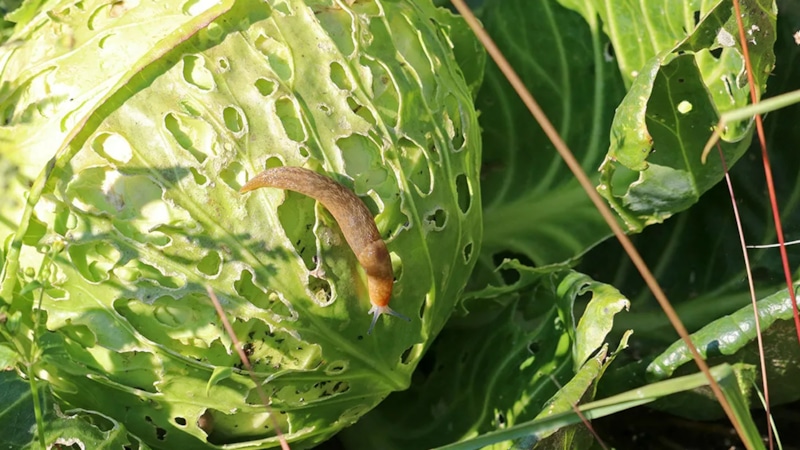 Спасение урожая: обработка капусты марганцовкой