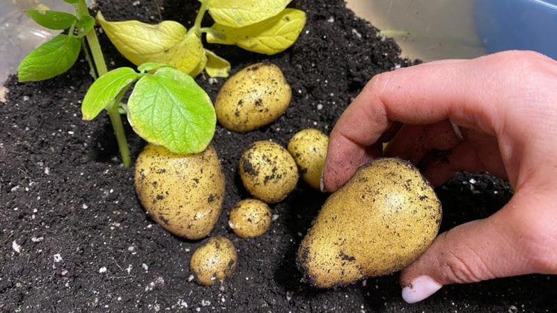 Урожай на подоконнике: картофель в квартире