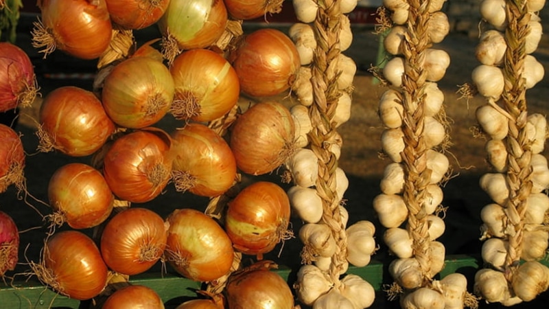 Секрет урожая: сушка лука и чеснока