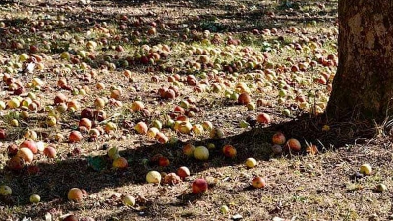 Яблочная падалица: ценное удобрение для грядок