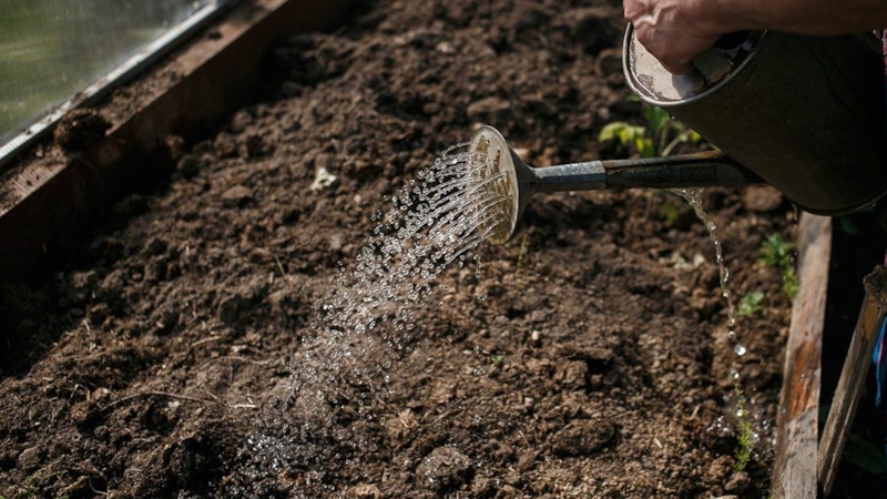 Стерилизация почвы: обеззараживание грядок осенью