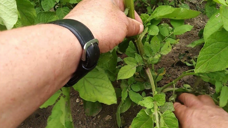 Надламывание ботвы: прием с историей