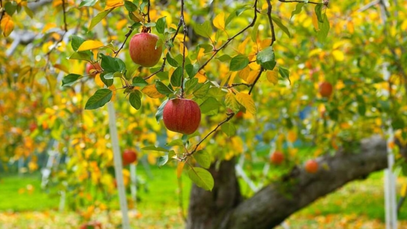 Враги в саду: конкуренция на участке