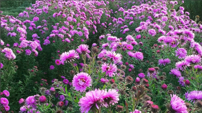 Осенний посев: цветы для весны