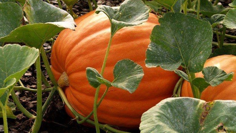 Осенняя тыква на грядке: секреты урожая
