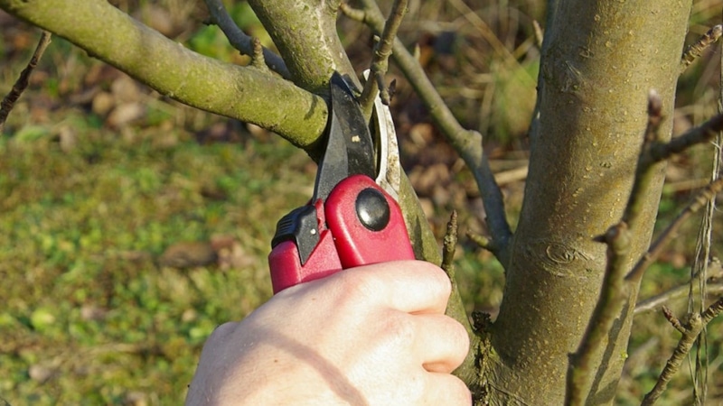 Осенняя обрезка: залог будущего урожая