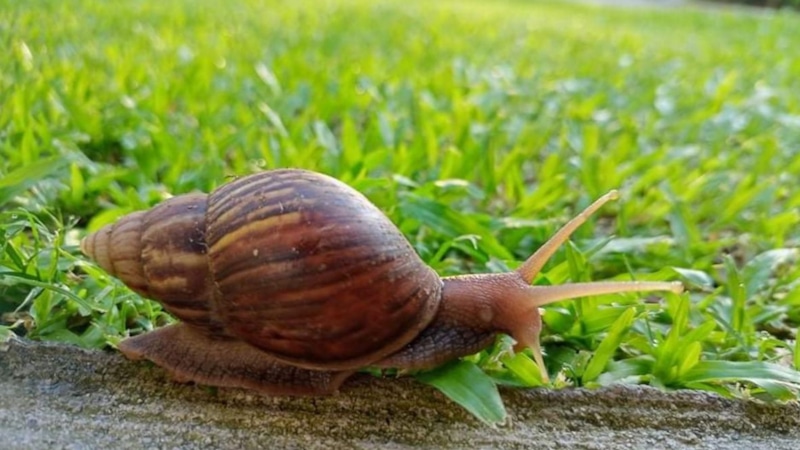 Кофейная гуща: защита растений