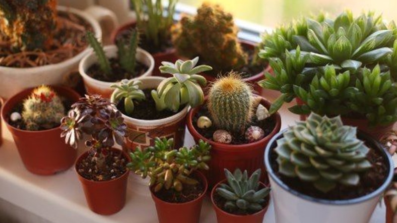 Луковая вода: для роста кактуса