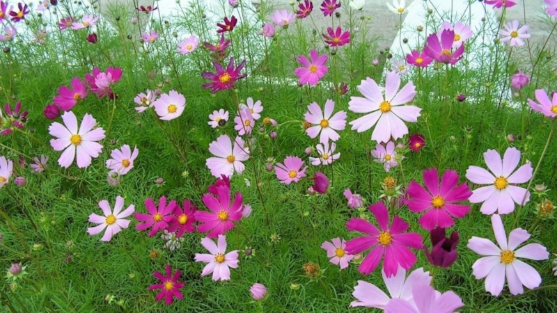 Августовский сад: цветочный фейерверк