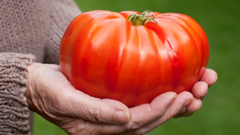 Финальная обрезка томатов: секреты урожая