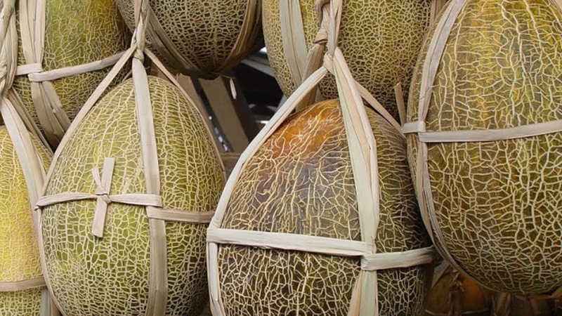 Дыня на хранении: секреты свежести