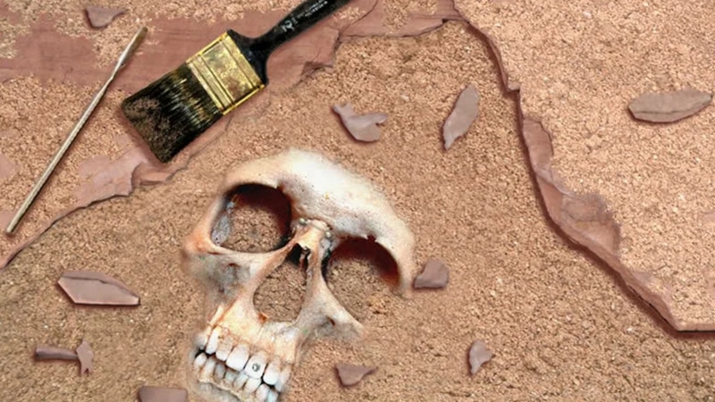 Древние зубы: загадка таинственного предка