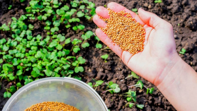 Ваши грядки будут плодородными: без сорняков и патогенов