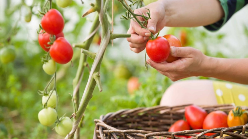 Работы в саду в августе: полив, уборка, подкормка