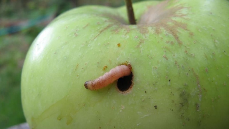 Борьба с яблонной плодожоркой: лучшие методы