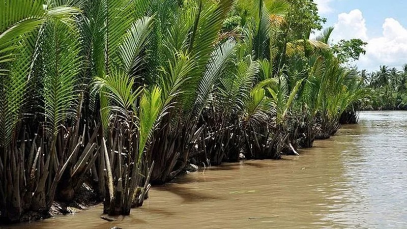 Амазонские болота: выброс вместо поглощения Амазонские болота: выброс вместо поглощения