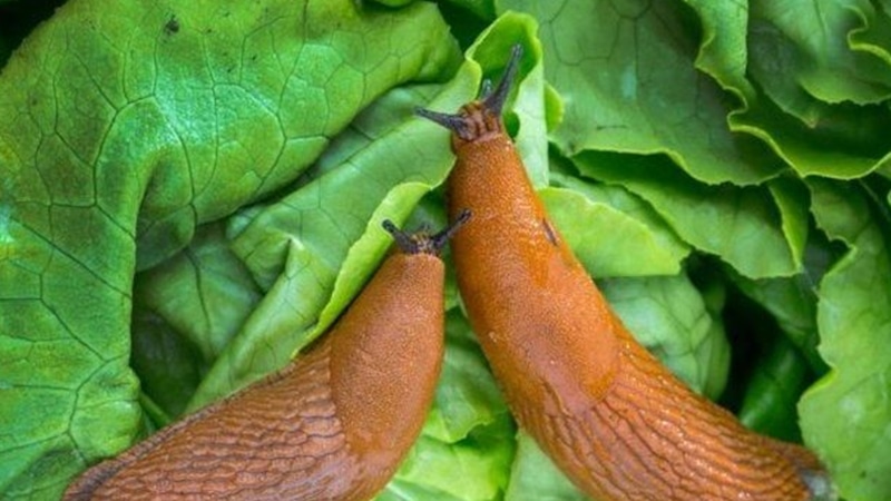 Борьба со слизнями: как защитить огород