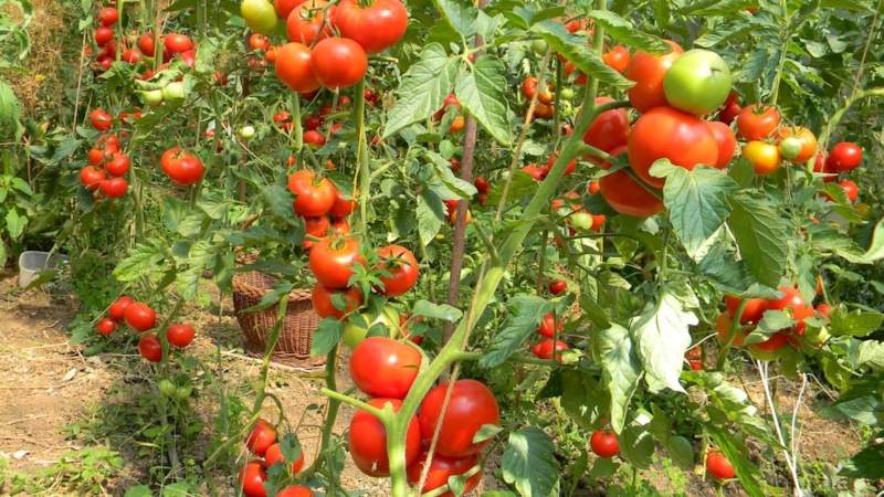 Август и томаты: шаги к сладости