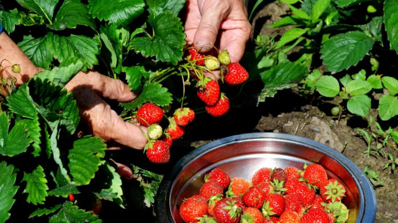 Клубника до октября: секреты непрерывного урожая