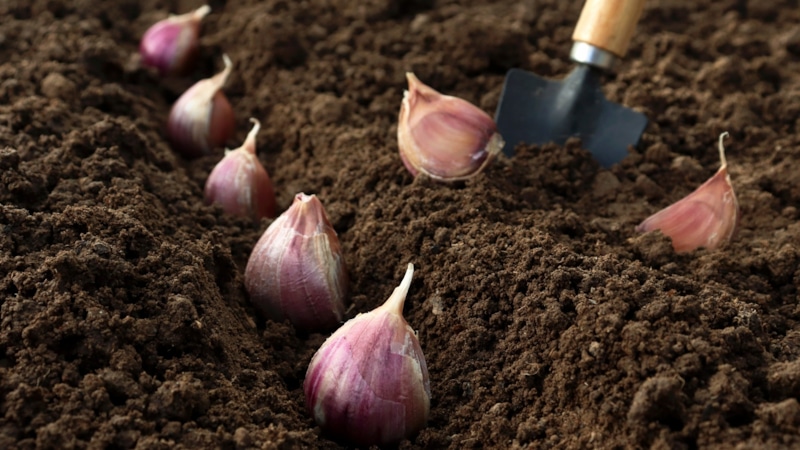 Осенняя посадка чеснока: секрет гигантских головок
