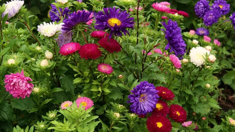 Лето не заканчивается: сад цветет всегда