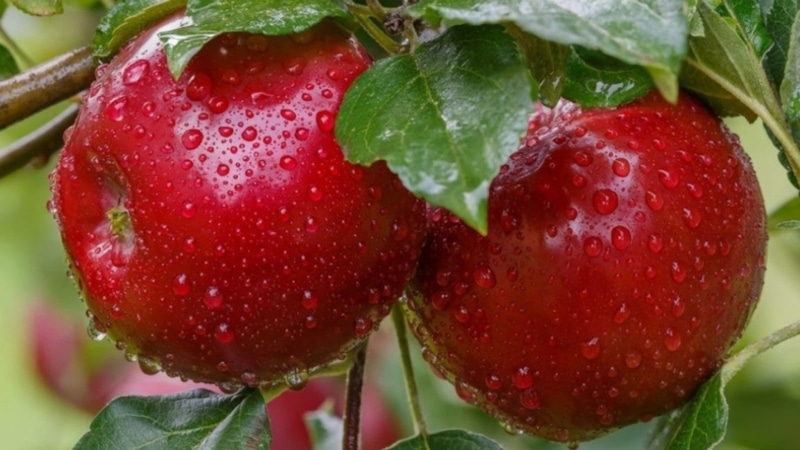 Опадание яблок: как предотвратить