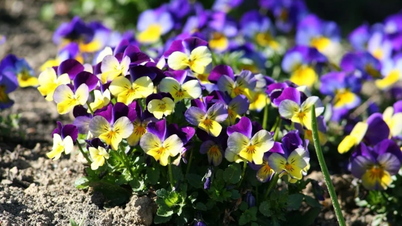 Фиалка подняла листья: причины и решения