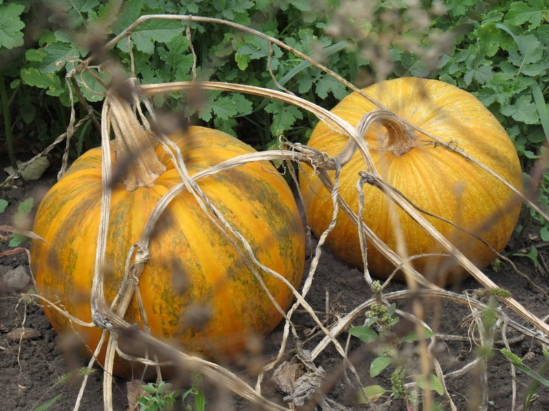 Тыква созрела: главные признаки
