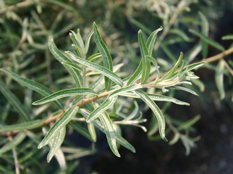 Облепиха с проблемами: почему нет ягод