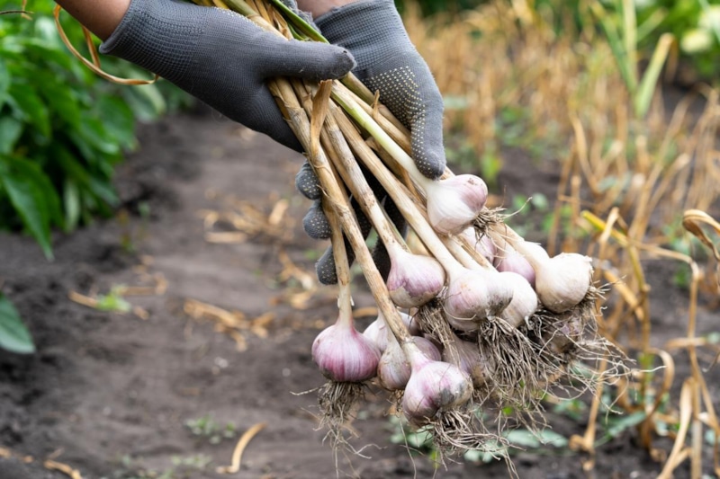 Конец сезона на даче: что делать