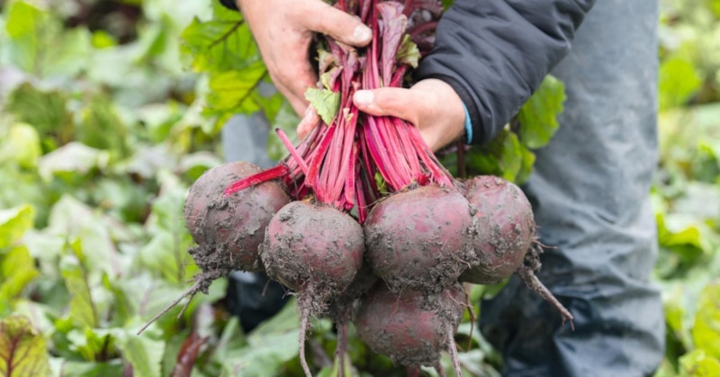 Признаки зрелости свеклы: желтые листья и бугорки на корнеплоде