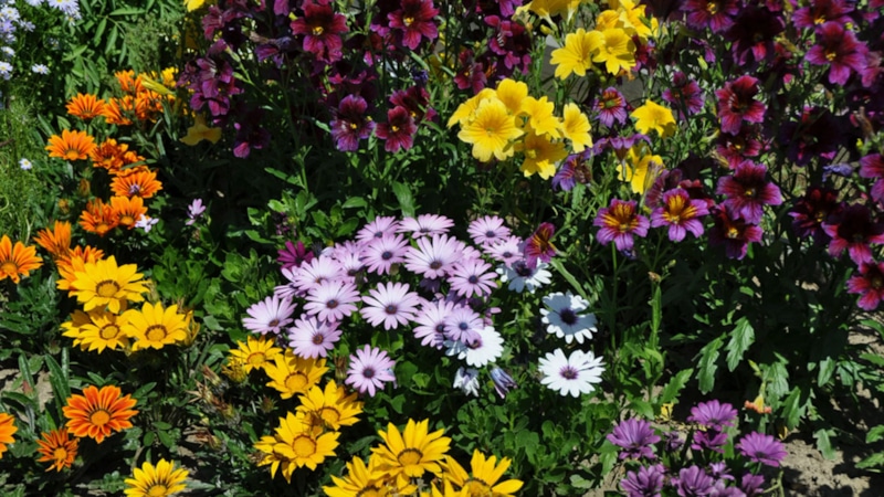 Черенкование цветов: секрет зимовки