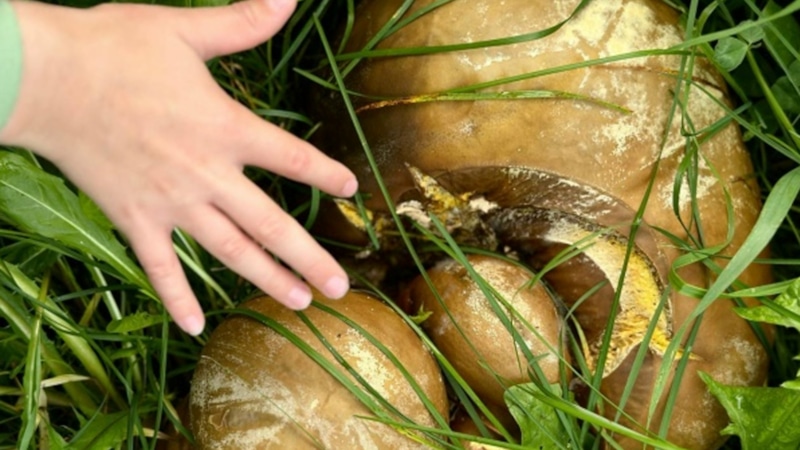 Камчатский гигант: гриб-колосс