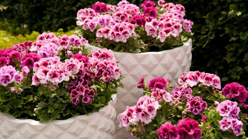 Герань в цвету: секрет ухода