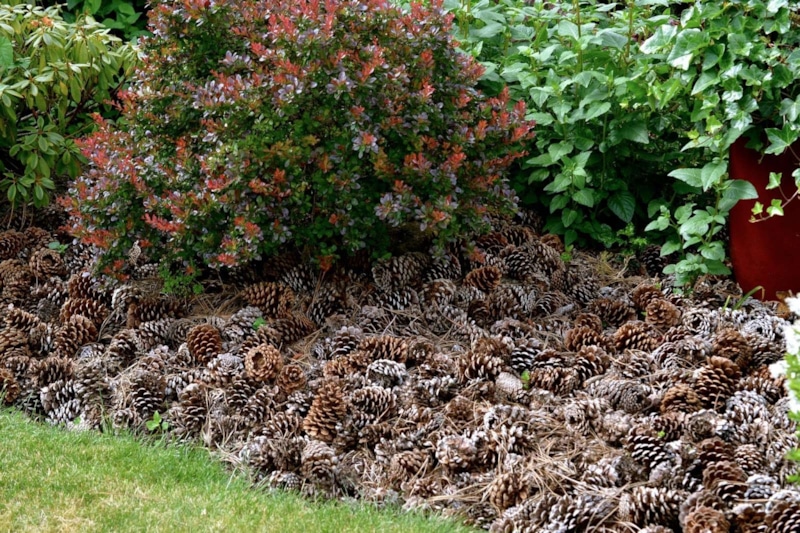 Шишки в саду: природная мульча