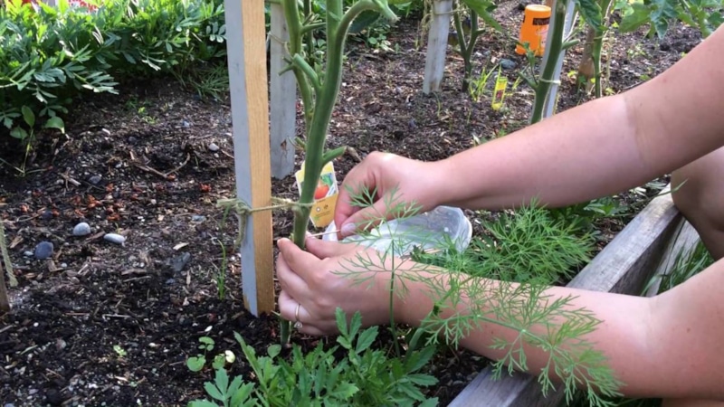 Зеленые томаты с проколами: хитрость дачников