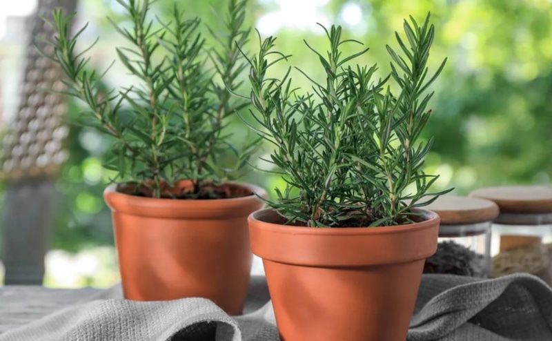 Розмарин в горшке: свежесть дома