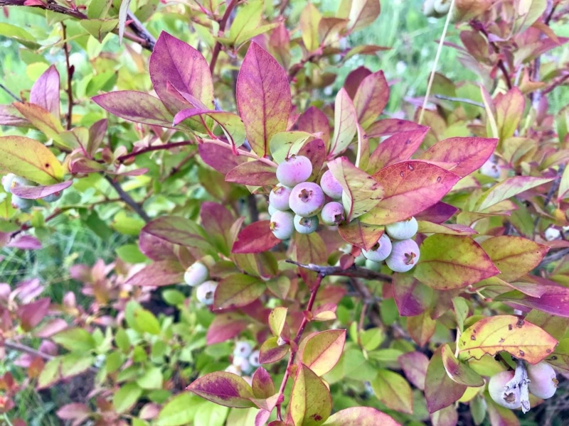 Краснеющие листья голубики: тревожный знак