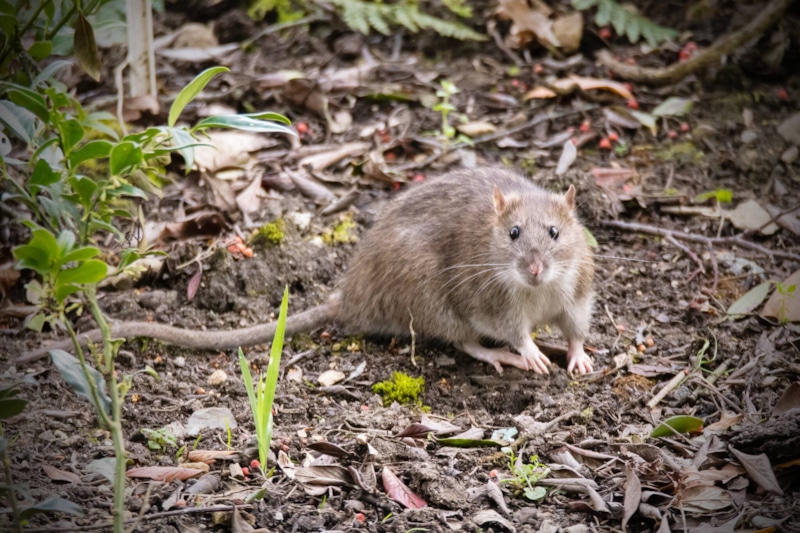 Крысы бегут от запахов: проверенный способ