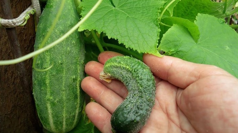 Кривые огурцы: причины и решение