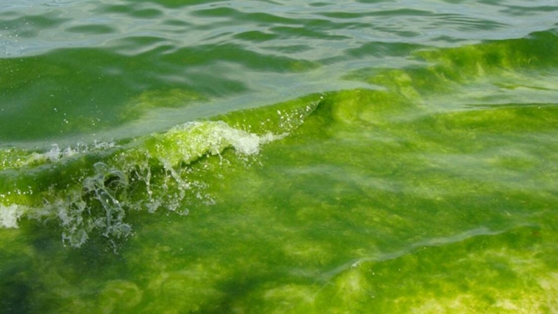 Опасные микроводоросли: пути в океане
