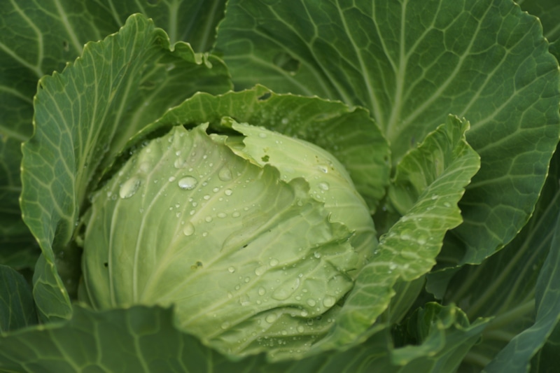 Завязи капусты на грядке: осенняя помощь