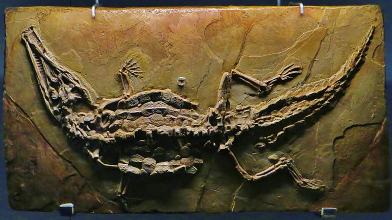 Свирепый крокодил ветров: охотник на динозавров