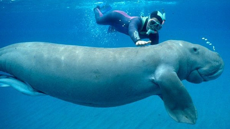 Дюгонь в природе: возвращение морской коровы