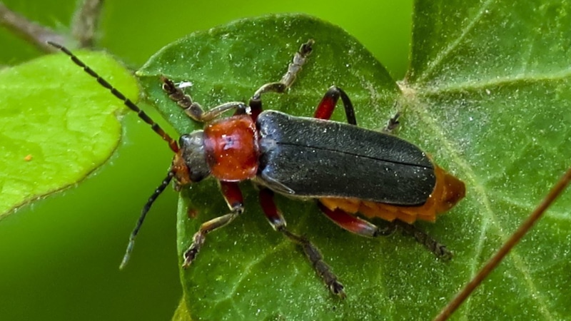 Ароматные травы против вредителей: природный щит