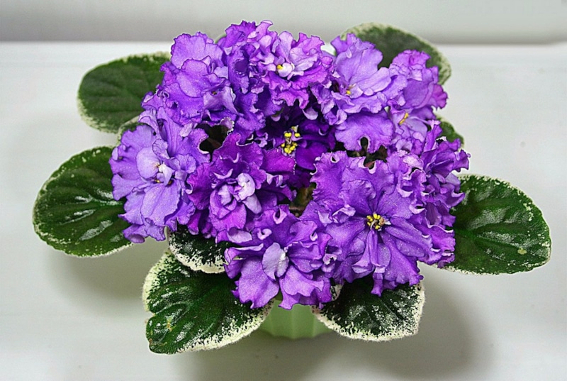 Фиалка в новом горшке: правильная пересадка