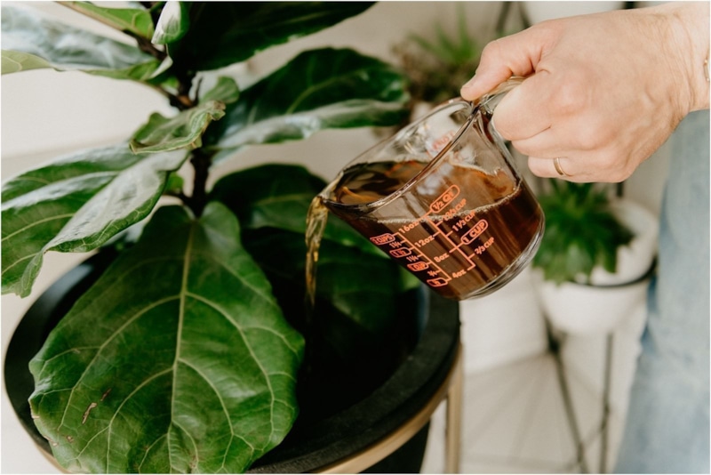 Подкормка растений чаем: правила и ошибки