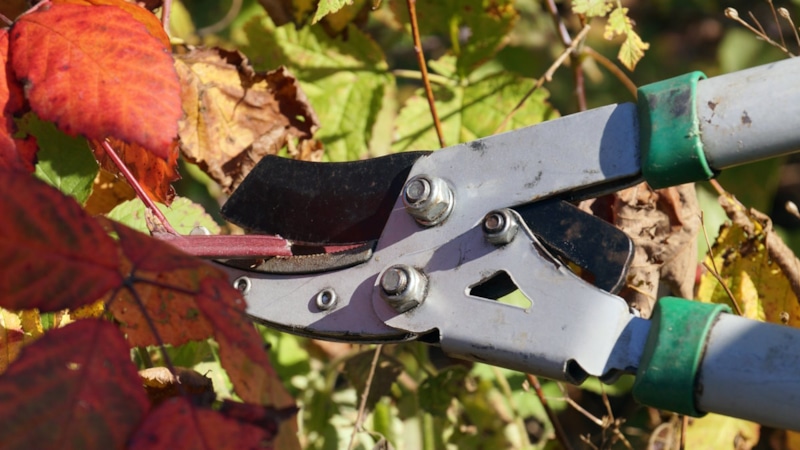 Осенняя обрезка растений: ошибки дачников Осенняя обрезка растений: ошибки дачников